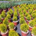 Tuja západná (Thuja occidentalis) ´GOLDEN SMARAGD´® - výška 20-30 cm, kont. C2L